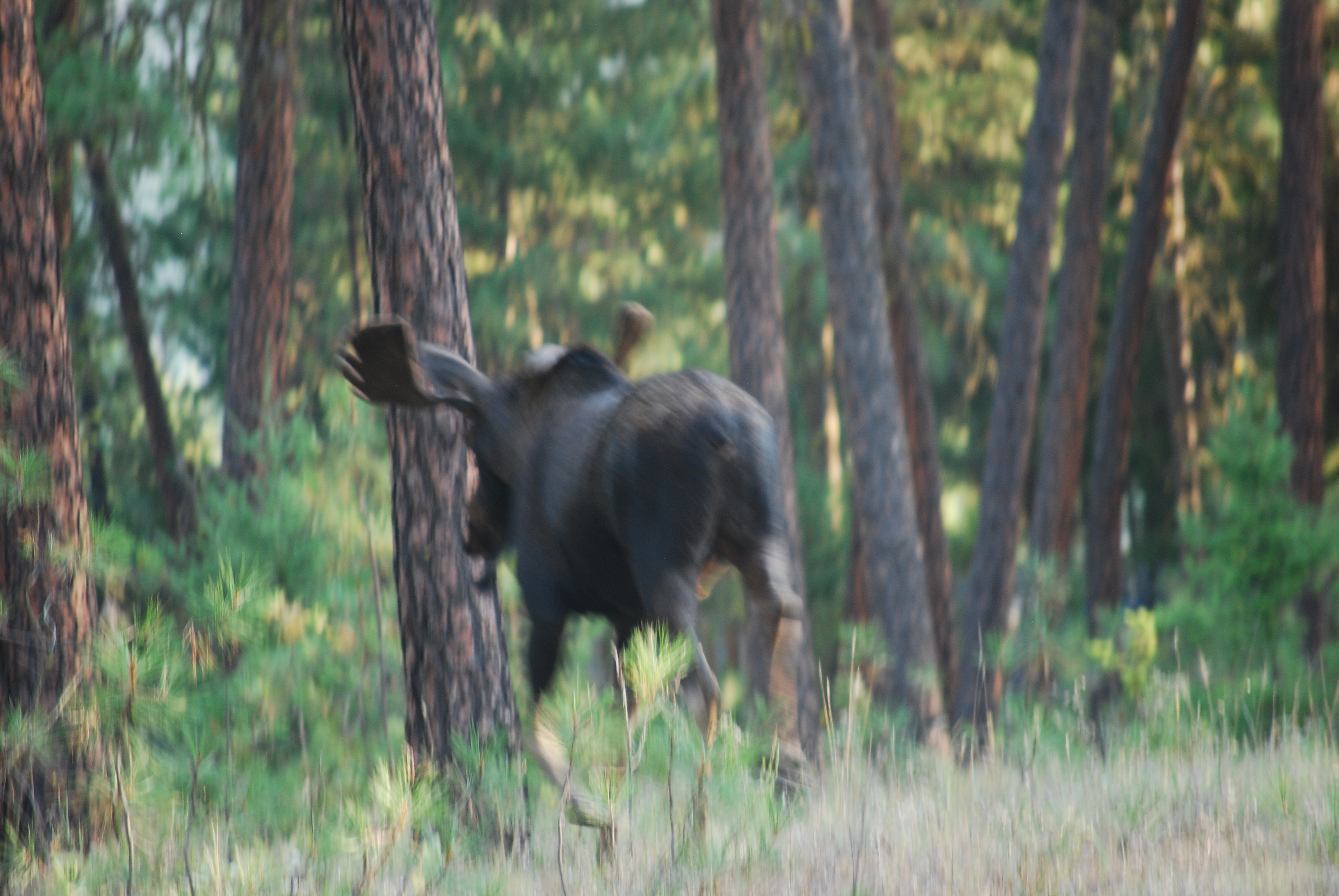 Mouse Encounter in the morning